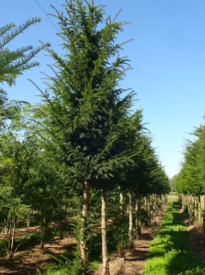 Heimische Eibe Hochstamm Taxus Baccata G Nstig Kaufen