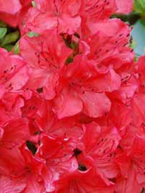 Japanische Azalee Geisha Red Rhododendron Obtusum Geisha Red