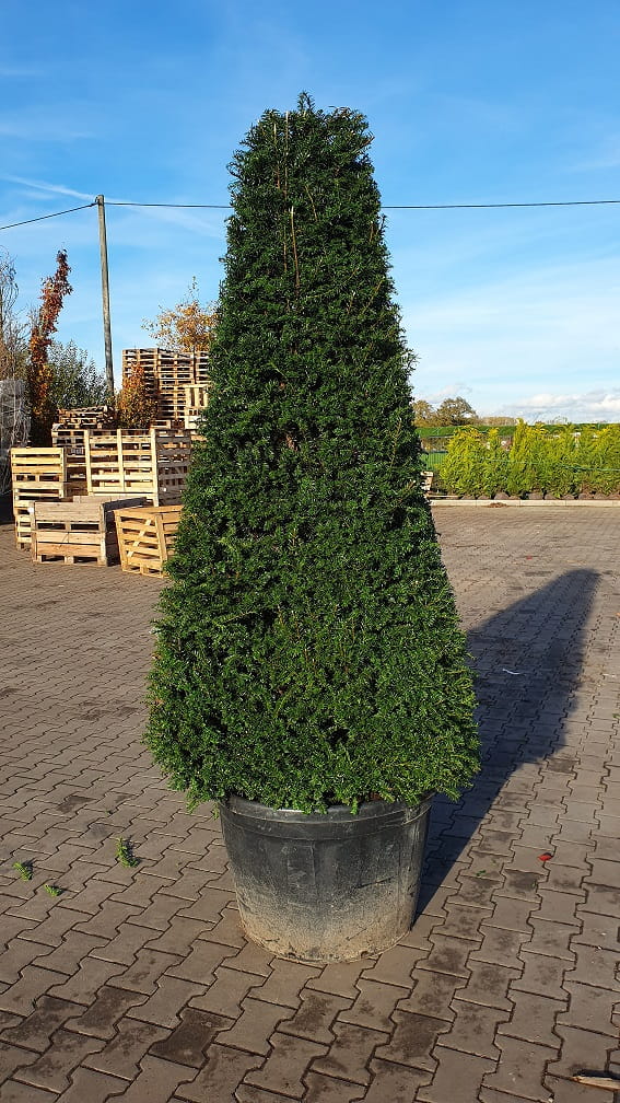 Heimische Eibe Pyramide Cm Frisch Getopft Taxus Baccata