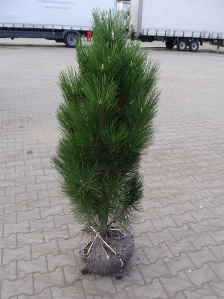 S Ulen Schwarz Kiefer Schwarz Kiefer Fastigiata Pinus Nigra