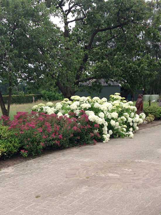 Schneeball Hortensie Annabelle Hydrangea Arborescens Annabelle