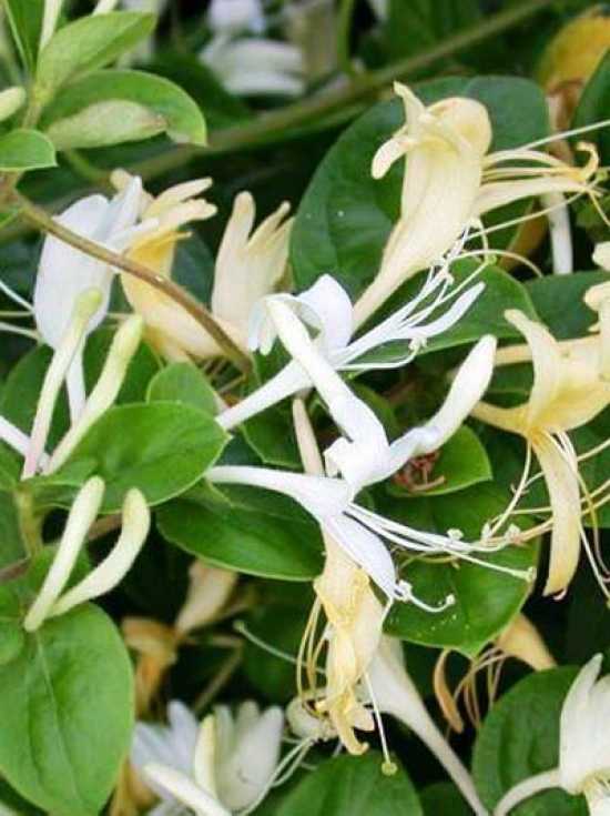 Japanisches Gei Blatt Hall S Prolific Lonicera Japonica Hall S