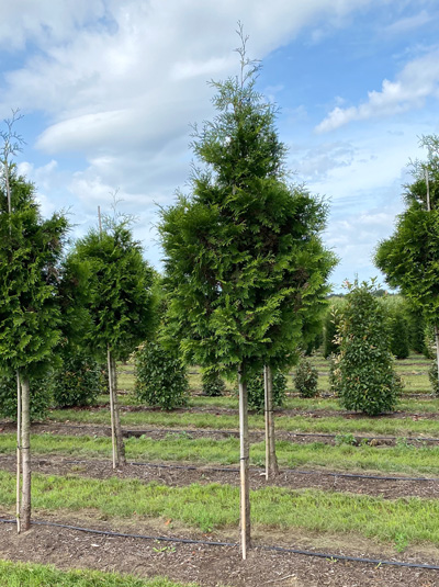 Lebensbaum Brabant Hochstamm 160 180 Cm Stamm Thuja Occidentalis