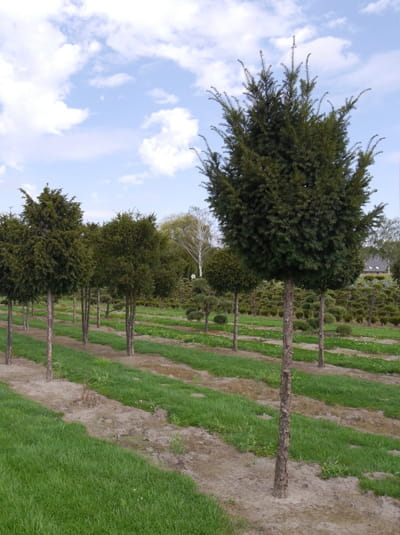 Heimische Eibe Hochstamm Taxus Baccata G Nstig Kaufen