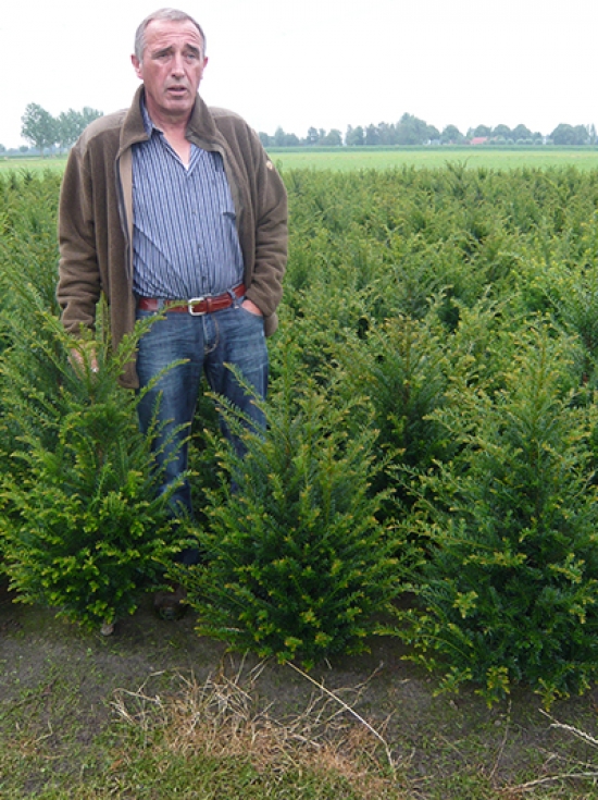 Heimische Eibe 80 100 cm Solitär mit Ballierung Taxus baccata