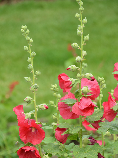 Ungefüllte Stockrose Mars Magic Alcea rosea Spotlight Serie Mars