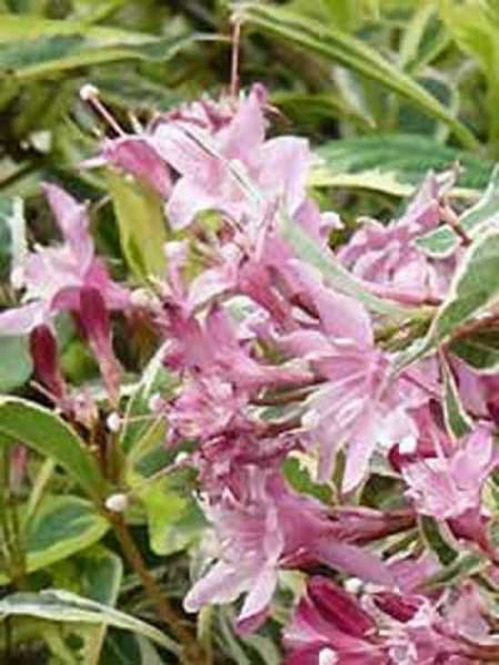 Liebliche Weigelie Nana Variegata Weigela Florida Nana Variegata