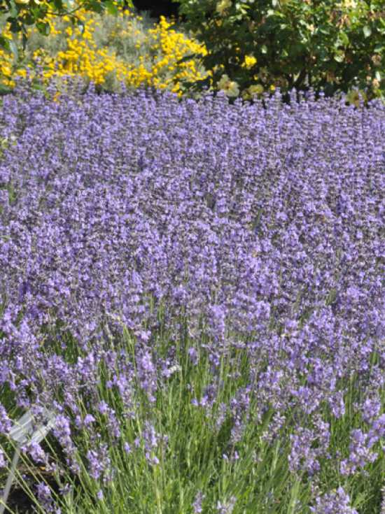 Echter Lavendel Munstead Lavandula Angustifolia Munstead