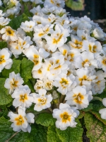 Primula vulgaris Vanilla Cream  /