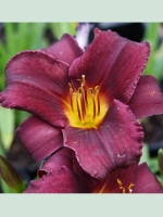 Hemerocallis cultorum 'Stella in Purple' / Taglilie 'Stella in Purple'