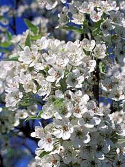 Chinesische Wildbirne / 'BodenSpalier' H240 B160 T20 cm / Pyrus