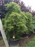 Acer palmatum 'Shinonome' / Japanischer Ahorn / Fächerahorn 'Shinonome'
