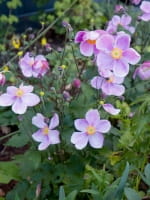 Anemone hupehensis 'Little Princess' / Herbst-Anemone 'Little Princess'