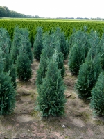 Chamaecyparis lawsoniana 'Columnaris' / blaue Scheinzypresse 80-100 cm mit Ballierung