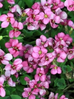 Arabis arendsii 'Compinkie' / Arends-Garten-Gänsekresse
