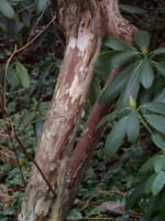 Clethra barbinervis / Japanische Zimterle