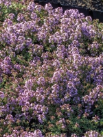 Thymus herba-barona / Kümmelthymian
