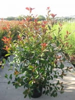 Photinia fraseri 'Red Robin' / Glanzmispel 125-150 cm im 35-Liter Container