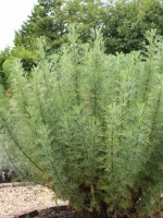 Artemisia abrotanum / Eberraute / Schoßwurz / Colakraut