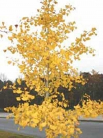 Ginkgo biloba 'Autumn Gold' / Goldener Ginkobaum / Goldener Fächerblattbaum
