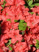 Rhododendron obtusum 'Bine' / Japanische Azalee 'Bine'