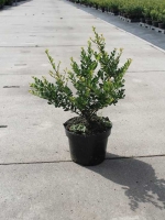 Ilex crenata 'Convexa' / Löffel-Ilex 25-30 cm im 2-Liter Container