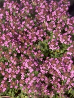 Thymus doerfleri 'Bressingham Seedling' / Polster-Thymian