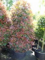 Photinia fraseri 'Red Robin' / Glanzmispel 200-250 cm im 110-Liter Container
