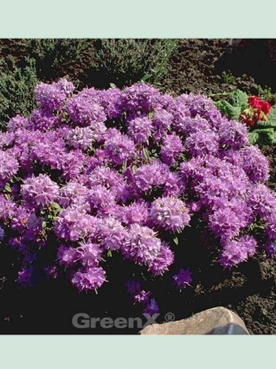 Zwergrhododendron 'Moerheim' / Rhododendron impeditum 'Moerheim'