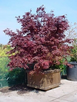 Acer palmatum 'Moonfire' / Japanischer Fächerahorn 'Moonfire'