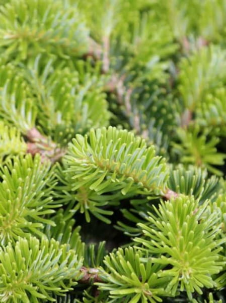 Zwerg-Balsamtanne 'Verkade Prostrata' / Abies Balsamea 'Verkade Prostrata'