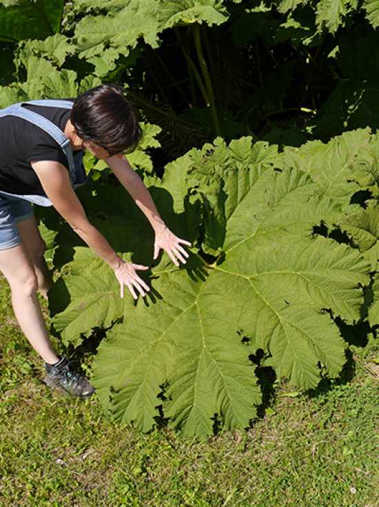 Mammutblatt / RiesenRhabarber / Gunnera manicata günstig kaufen