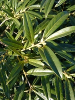 Prunus laurocerasus 'Zabeliana' / Kirschlorbeer 'Zabeliana' 50-60 cm mit Ballierung