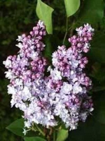 Syringa vulgaris 'Belle de Nancy' / Gartenflieder / Gewöhnlicher Flieder / Edelflieder