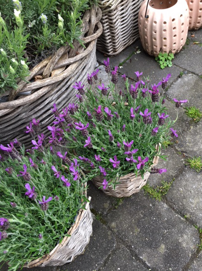 Französischer Lavendel / Spanischer Lavendel 'Victory' / Lavandula