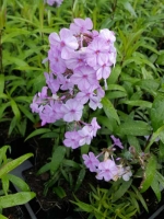 Phlox maculata 'Rosalinde' / Garten-Flammenblume 'Rosalinde'