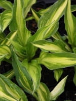 Hosta cultorum 'Cherry Berry ®' / Funkie 'Cherry Berry ®' / Herzblatt-Lilie 'Cherry Berry ®'