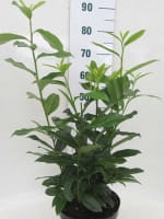Prunus laurocerasus 'Genolia' / Kirschlorbeer 'Genolia' 50-60 cm im 3-Liter Container