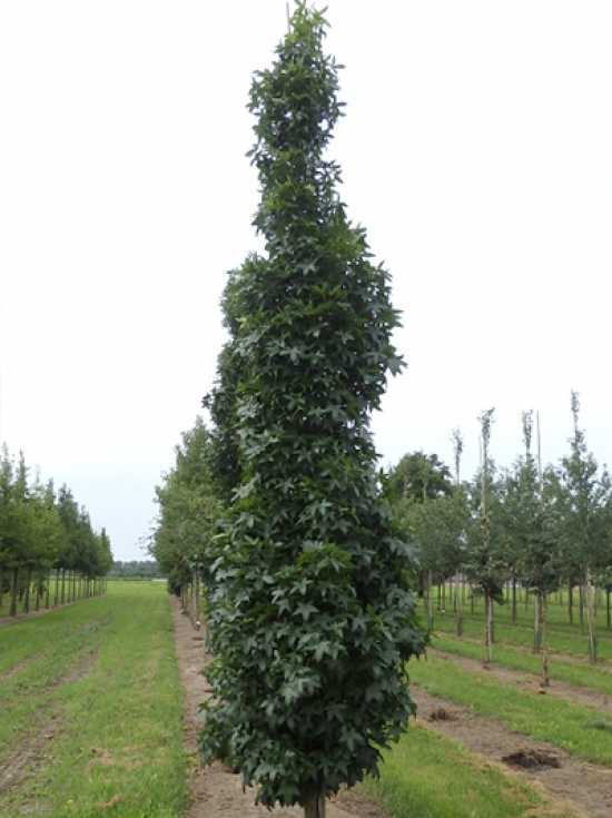 SäulenAmberbaum 'Slender Silhouette' / Liquidambar styraciflua
