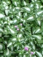 Lamium maculatum 'Chequers' / Gefleckte Garten-Taubnessel