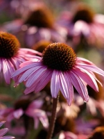 Echinacea purpurea 'Augustkönigin' / Purpur-Sonnenhut
