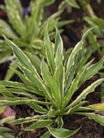 Hosta 'Stiletto' / Herzblatt-Lilie 'Stiletto'