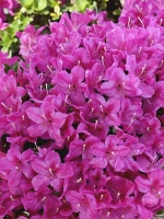 Rhododendron obtusum 'Diamant' himmelblau / Japanische Azalee 'Diamant' himmelblau
