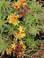 Sedum floriferum 'Diffusum' / Ausgebreitetes Fettblatt 'Diffusum'