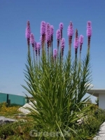 Liatris spicata / Ährige Prachtscharte
