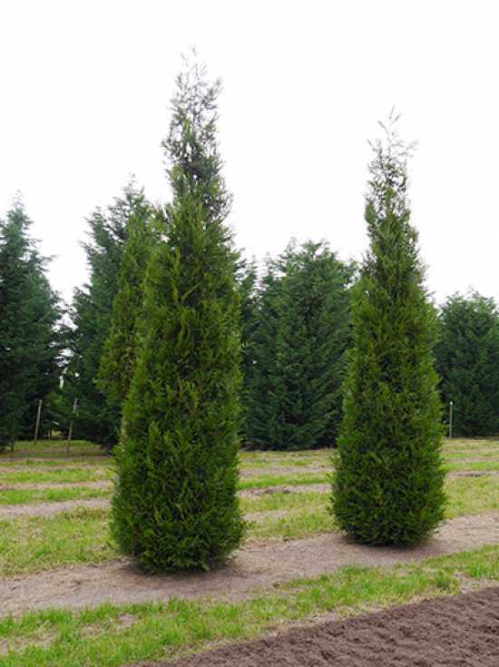 Große Thuja / Lebensbäume ab 300cm Größe günstig kaufen