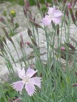 Dianthus plumarius / Federnelke