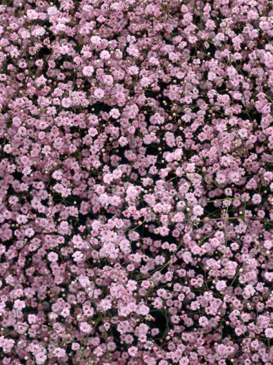 Gefülltes Schleierkraut 'Flamingo' / Gypsophila paniculata 'Flamingo'