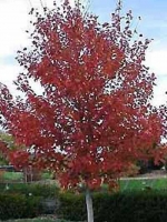 Parrotia persica / Eisenholzbaum / Parrotie