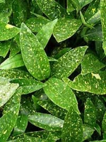 Aucuba japonica 'Variegata' / Japanische Aukube 'Variegata' / Goldorange